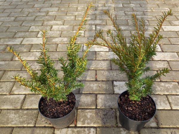 cis-pospolity-repandens-sadzonki-c2 Cis pospolity REPANDENS - sadzonki