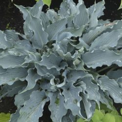 Funkia (hosta) SHADOWLAND ‘Waterslide’ - sadzonki w doniczkach