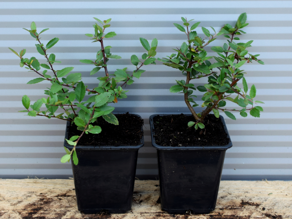 ognik-szkarlatny-red-column-p9 Ognik szkarłatny RED COLUMN - sadzonki w doniczkach P9