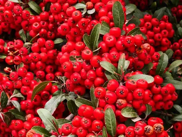 ognik-szkarlatny-red-column-sadzonki-1-cc Ognik szkarłatny RED COLUMN - sadzonki