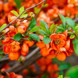 Pigwowiec pośredni ORANGE TRAIL - sadzonki w doniczkach