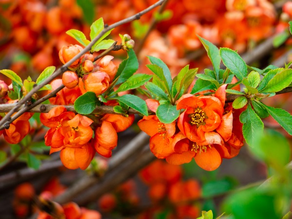 pigwowiec-posredni-orange-trail-sadzonki-6-cc Pigwowiec pośredni ORANGE TRAIL - sadzonki w doniczkach