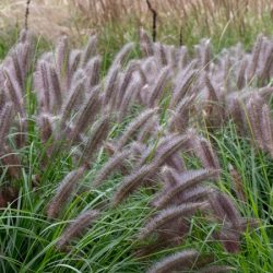 Rozplenica japońska VIRIDESCENS - sadzonki