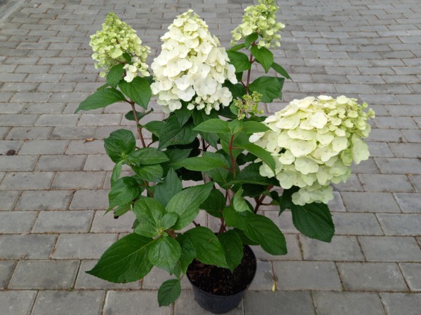 Hortensja bukietowa MAGICAL MONT BLANC KOLMAMON - sadzonki C3