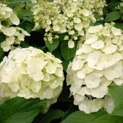 Hortensja bukietowa MAGICAL MONT BLANC KOLMAMON - sadzonki