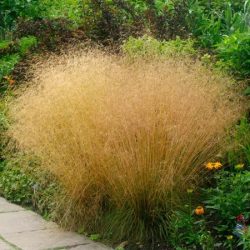 Śmiałek darniowy GOLDTAU - sadzonki