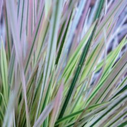 Śmiałek darniowy NORTHERN LIGHTS - sadzonki