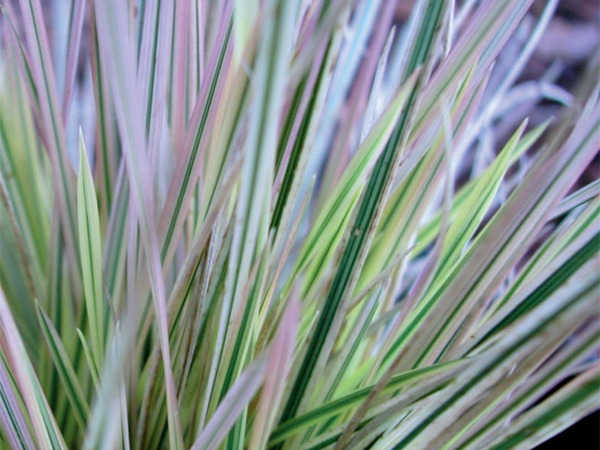 smialek-darniowy-northern-lights-sadzonki-1 Śmiałek darniowy NORTHERN LIGHTS - sadzonki