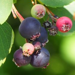 Świdośliwa olcholistna SLEYT - sadzonki