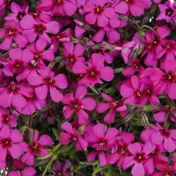 Floks szydlasty SPRING SCARLET - sadzonki