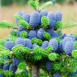 Jodła koreańska - sadzonki