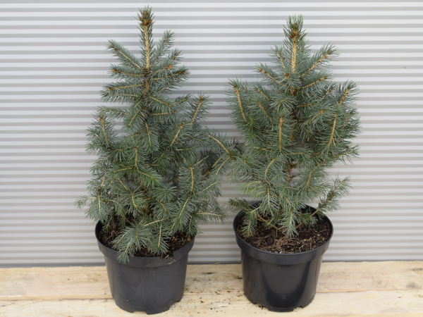 Świerk kłujący KAIBAB - sadzonki w doniczkach C3