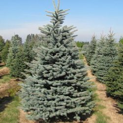 Świerk kłujący KAIBAB - sadzonki