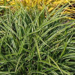 Turzyca morrowa ICE DANCE - sadzonki P9