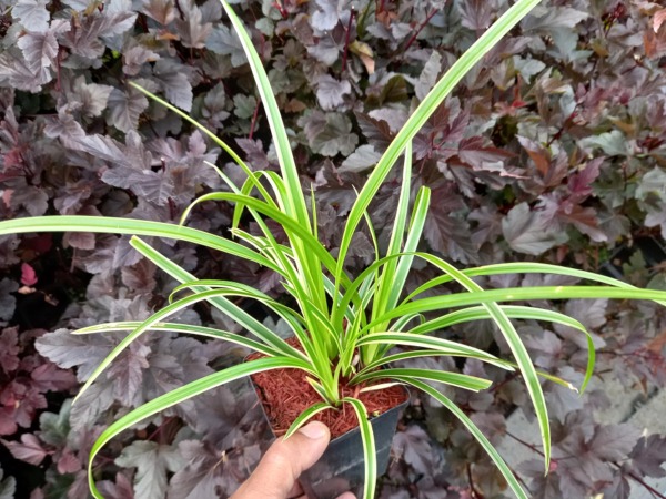 Turzyca morrowa ICE DANCE - sadzonki P9