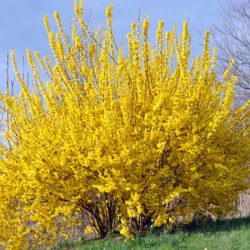 Forsycja pośrednia LYNWOOD - sadzonki