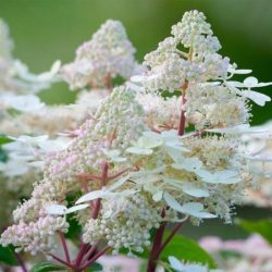 Hortensja bukietowa EARLY HARRY - sadzonki