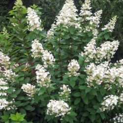 Hortensja bukietowa GREAT ESCAPE - sadzonki