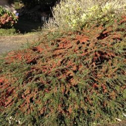 Irga szwedzka SKOGHOLM - sadzonki