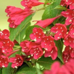 Krzewuszka cudowna RED PRINCE - sadzonki