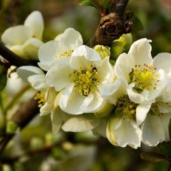 Pigwowiec pośredni JET TRAIL - sadzonki