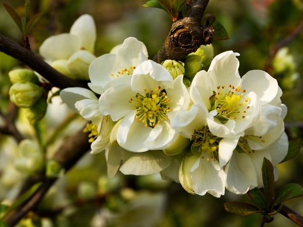 pigwowiec-posredni-jet-trail-sadzonki-2-cc Pigwowiec pośredni JET TRAIL - sadzonki