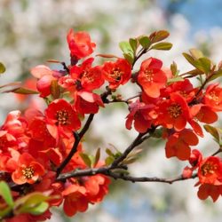Pigwowiec pośredni TEXAS SCARLET - sadzonki