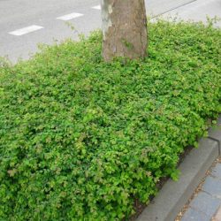 Śnieguliczka chenaulta HANCOCK - sadzonki