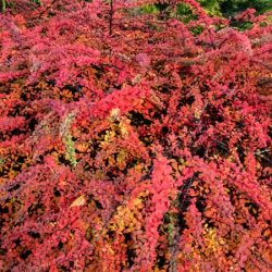 Berberys thunberga RED CARPET - sadzonki