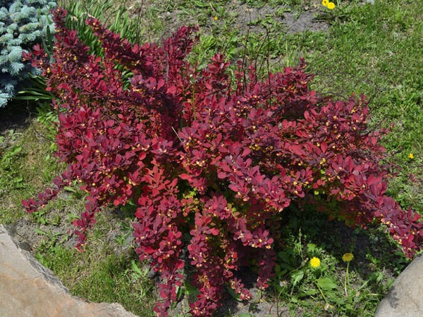 berberys-thunberga-red-carpet-sadzonki-5-cc Berberys thunberga RED CARPET - sadzonki