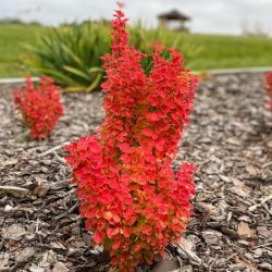 Berberys thunberga VULCANO - sadzonki