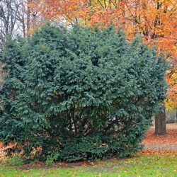 Cis pospolity - sadzonki