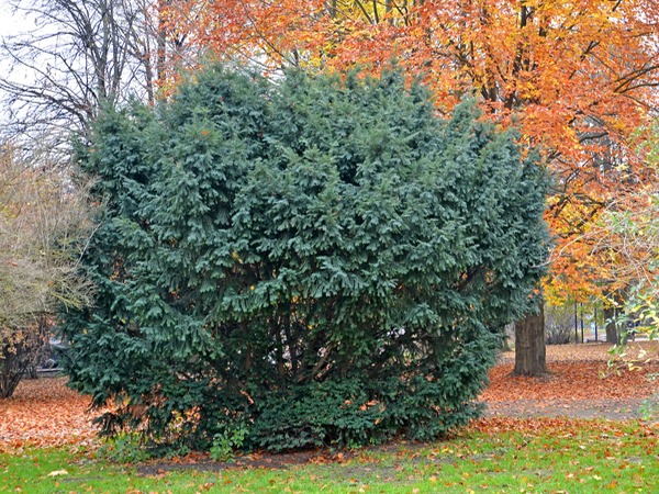 cis-pospolity-sadzonki-4-cc Cis pospolity - sadzonki