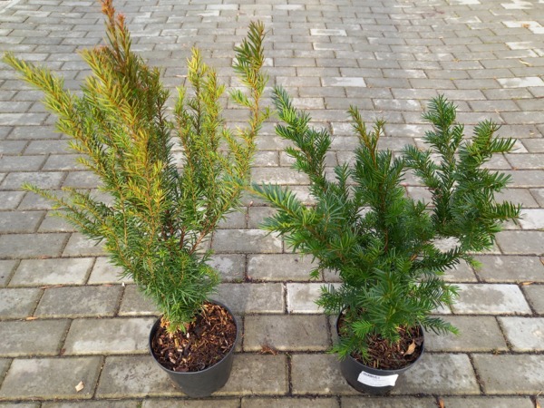 cis-pospolity-sadzonki-c2 Cis pospolity - sadzonki