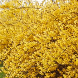 Forsycja MALUCH - sadzonki