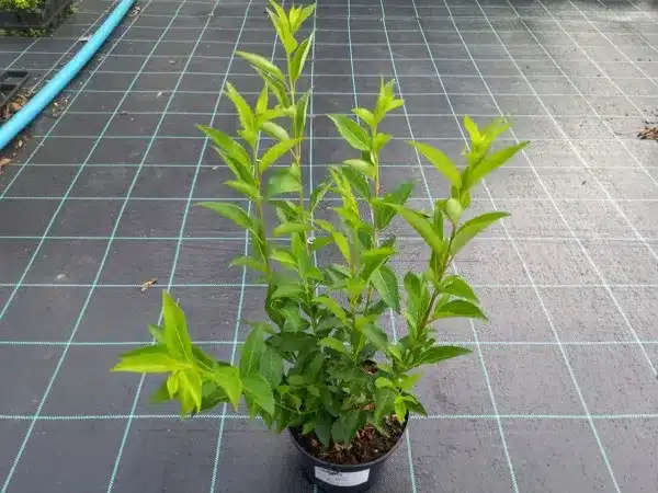 Forsycja MALUCH - sadzonki w doniczkach C2