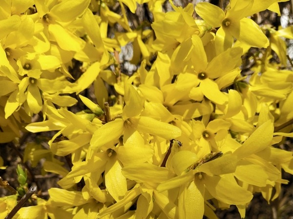 Forsycja zielona WEBER'S BRONX - sadzonki