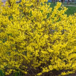 Forsycja zielona WEBER'S BRONX - sadzonki