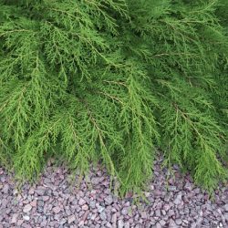 Mikrobiota syberyjska - sadzonki