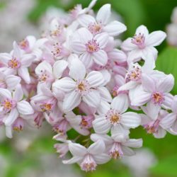 Żylistek mieszańcowy MONT ROSE - sadzonki