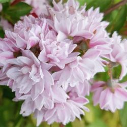 Żylistek mieszańcowy ROSEA PLENA - sadzonki