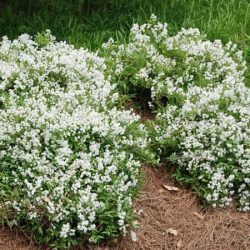 Żylistek wysmukły NIKKO - sadzonki