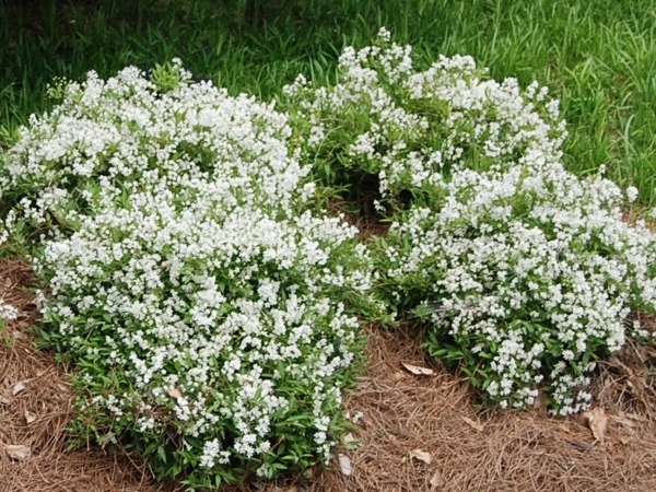 zylistek-wysmukly-nikko-sadzonki-2 Żylistek wysmukły NIKKO - sadzonki