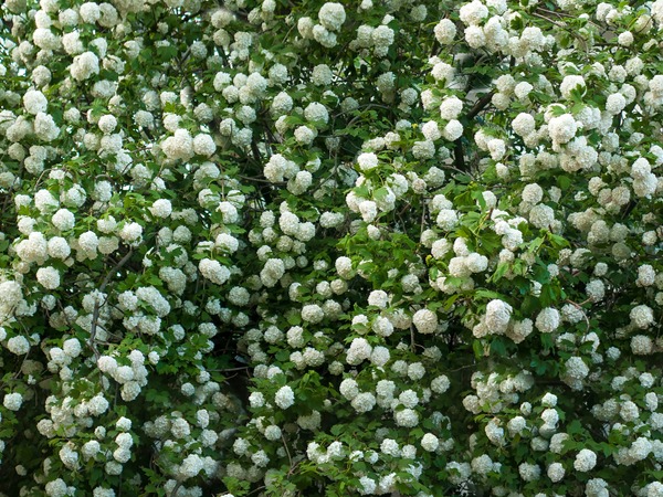 Kalina koralowa ROSEUM - sadzonki