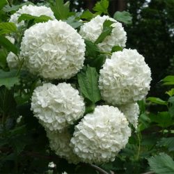 Kalina koralowa ROSEUM - sadzonki