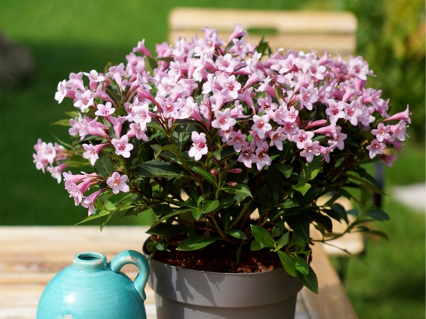 krzewuszka-cudowna-pink-poppet-sadzonki-3-cc Krzewuszka cudowna PINK POPPET 'Plangen' PBR