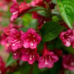 Krzewuszka cudowna EVA RATHKE - sadzonki