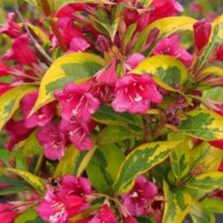 Krzewuszka cudowna FRENCH LACE 'Brigela' PBR