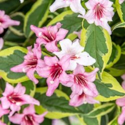 Krzewuszka cudowna KOSTERIANA VARIEGATA - sadzonki