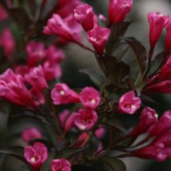 Krzewuszka cudowna 'Wine & Roses' Alexandra